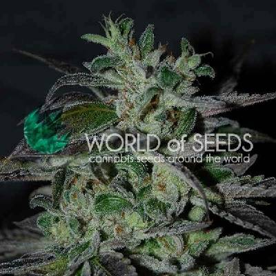 World of Seeds Strawberry Blue Early Harvest semena neobsahují THC 3 ks