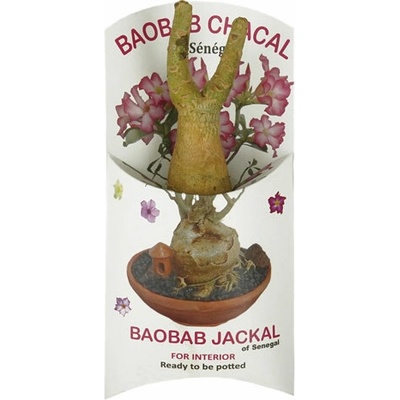 Contigo Sadenice baobabu šakal zo Senegalu, 1-2 roky