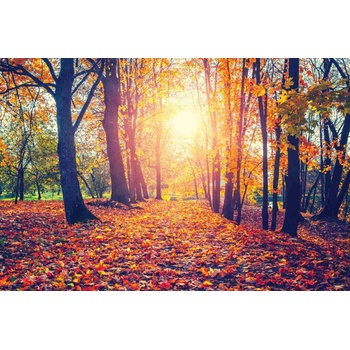 DIMEX ART s. r. o Флизелинов фототапет есенна алея 375 x 250 см