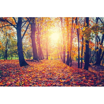 DIMEX ART Флизелинов фототапет есенна алея 375 x 250 см