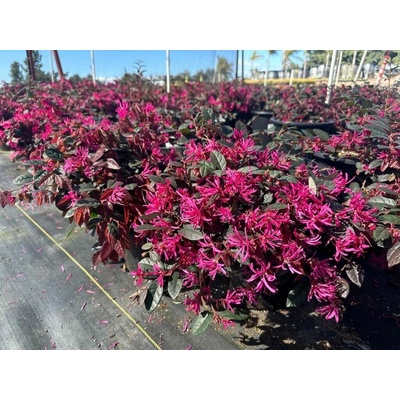 Loropetalum čínske Rubra, výška 60-70 cm, kvetináč 40 l