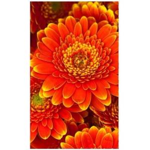 DIMEX ART Флизелинов фототапет гербери 150 x 250 см
