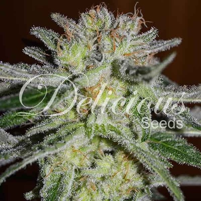 Delicious Seeds Northern Light Blue semienka neobsahujú THC 100 ks