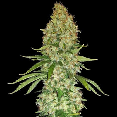 B-S-B Genetics Zkittlez semienka neobsahujú THC 1 ks