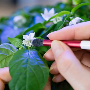 VÉritable (Франция) Четчица за опрашване veritable pollination brush (a-acc-pin-0097-0)