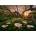 Heye - Puzzle Glade Callas - 1 000 piese