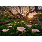 Heye - Puzzle Glade Callas - 1 000 piese