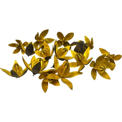 Sušené kvety Wild Lily 15ks - žlté