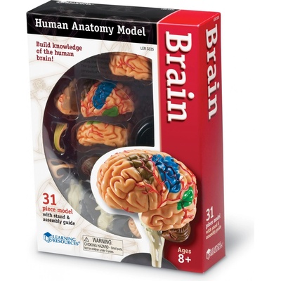 Learning Resources Anatomický model mozku