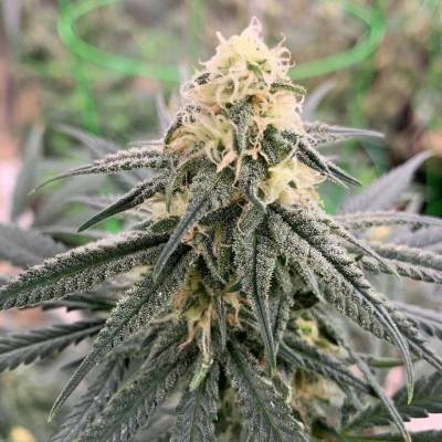 Expert Seeds Chemdog Gorilla semena neobsahují THC 3 ks