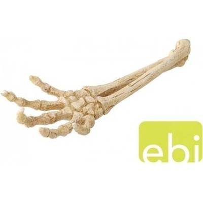 Europet Bernina Aqua Della Skeleton Hand 26,8x9,4x4,5 cm