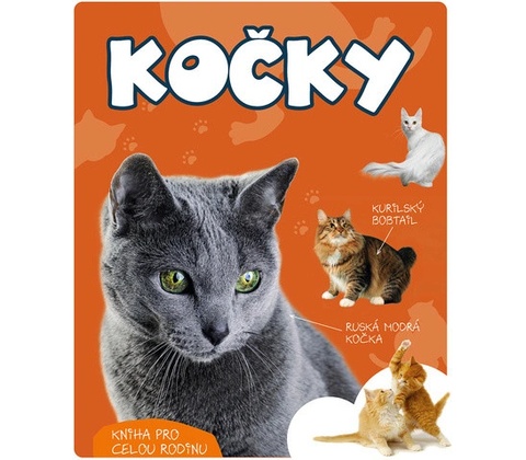Kočky