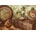 Magnolia - Puzzle Vintage Things - 1 000 piese