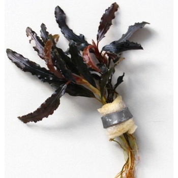 Bucephalandra Kedagang