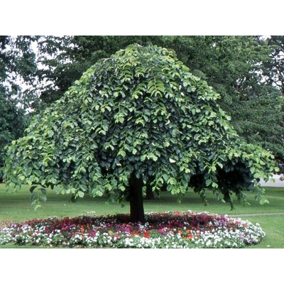 Brest horský Camperdownii na kmienku, výška 230-260 cm, kvetináč 35 l