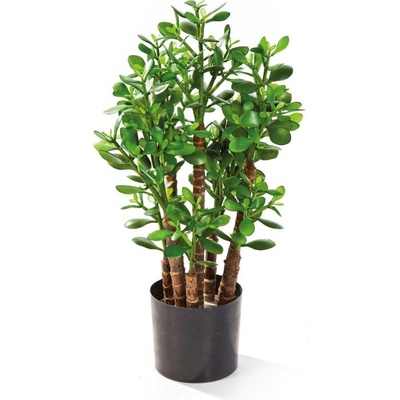 CRASSULA OVATA - Tlustice vejčitá Výška: 60 cm