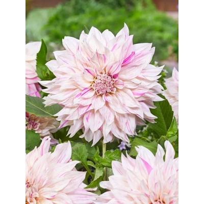 Jiřina Cafe au lait twist