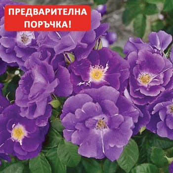 Катерлива Роза Rhapsody in Blue ® (Рамблер)
