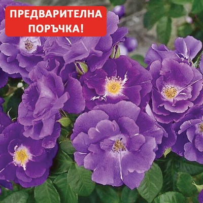 Катерлива Роза Rhapsody in Blue ® (Рамблер)