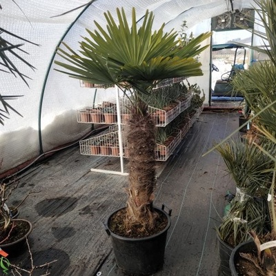 Trachycarpus Fortunei (Palma konopná) kont. C50L, výška kmeňa: 80-90 cm, celková výška: 160-180 cm (-17°C)
