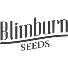 Blimburn Seeds Silver Surfer Haze semena neobsahují THC 9 ks