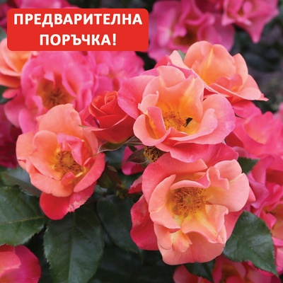 Kordes® Роза Spicy® - Kordes®