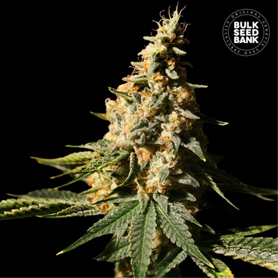Bulk Seed Bank Auto Extra Mintz semienka neobsahujú THC 100 ks