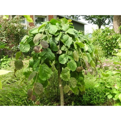 Lieska obyčajná Pendula na kmienku 150-200cm, kont. 10 l