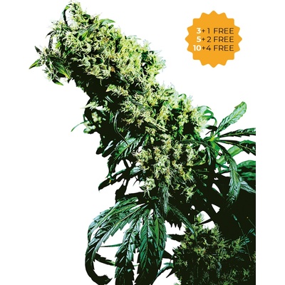 Sensi Seeds Northern Lights #5 x Haze semena neobsahují THC 3 ks