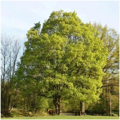 Javor poľný, výška 30-60 cm, kvetináč 9 cm