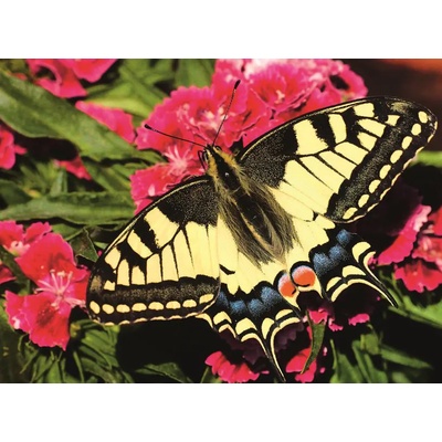 Ravensburger - Puzzle Beautiful butterfly - 500 piese