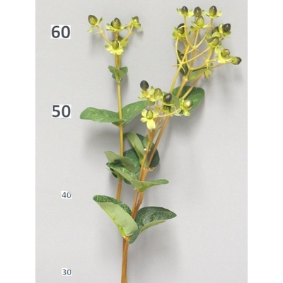 Hypericum hidcote (St John's Wort) Třezalka tečkovaná zlutá / black//černá 70cm