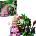 LEGO® Wicked - Elphaba & Glinda Figures (75682)