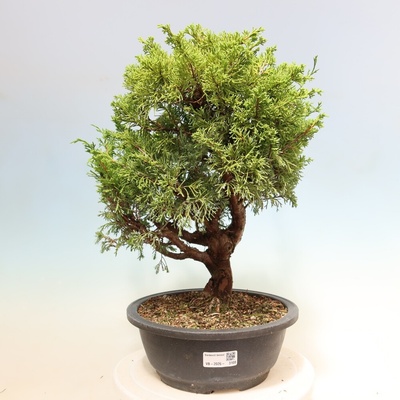 e-bonsai Venkovní bonsai - Juniperus chinensis Itoigawa-Jalovec čínský