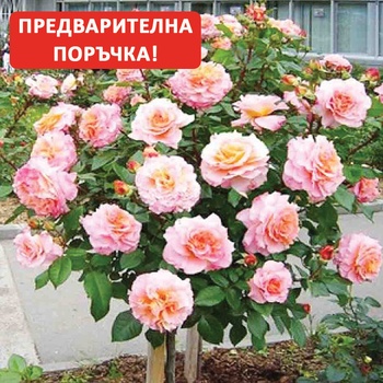 Tantau® Щамбова Роза Augusta Luise®- Tantau® (Аугуста Луиз)