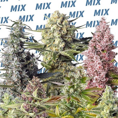 Sweet Seeds Sweet Mix semienka neobsahujú THC 10 ks