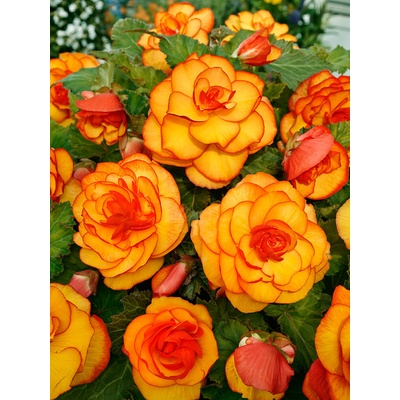 Begónia 'Picotee yellow-red' 2 ks