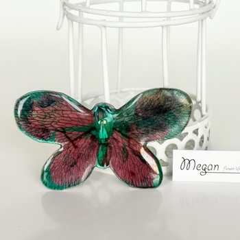 Meganflo Пъстра пеперуда