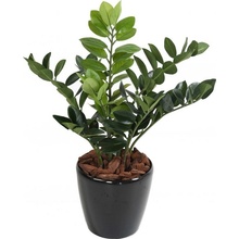 Umělá květina Zamiifolia - Zamioculcas, 60cm