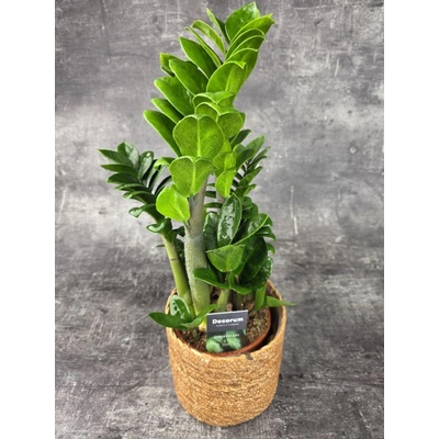 Zamioculcas Zamiifolia Zenzi 14 cm