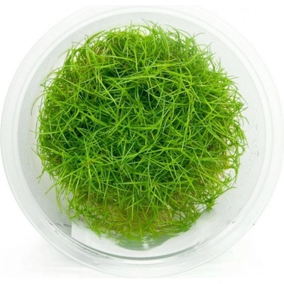 Eleocharis parvula