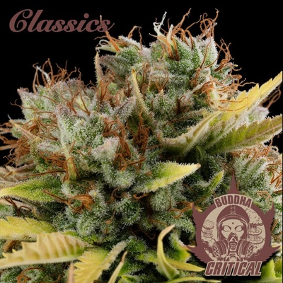Buddha Seeds Critical semienka neobsahujú THC 3 ks