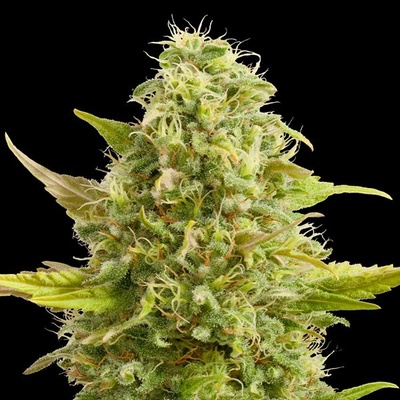 G13 Labs Seeds Royal Kush semena neobsahují THC 5 ks