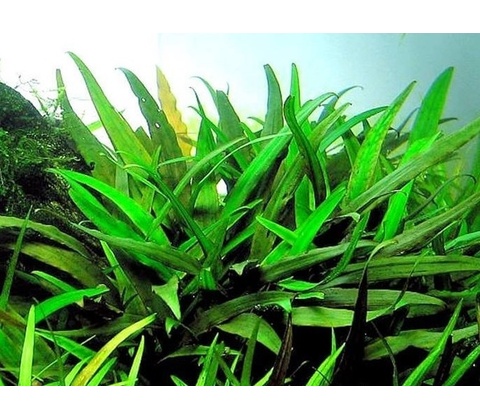 Cryptocoryne Lucens
