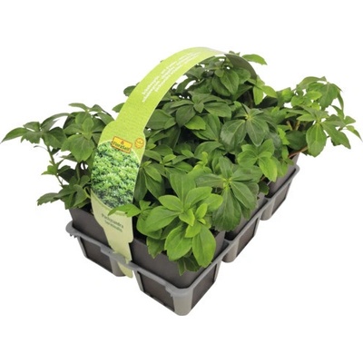 Tlustonitník klasnatý, pachysandra klasnatá FloraSelf Pachysandra terminalis balení 6 ks