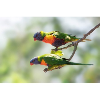 DIMEX ART s. r. o Флизелинов фототапет дъгов папагал 375 x 250 см