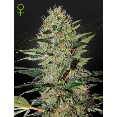Green House Seeds Exodus Cheese AUTO semena neobsahují THC 5 ks