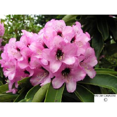 rhododendron weiße äste Rhododendron Cunninghams White | 30-40 cm im Topf