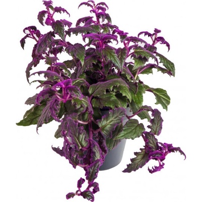 Protažitka, Gynura, průměr květináče 13 cm – Zbozi.Blesk.cz