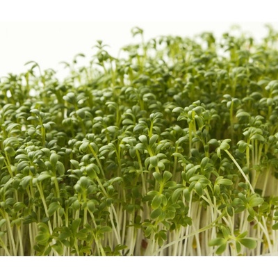 Žerucha záhradná dánska - Lepidium sativum - semienka žeruchy - 850 ks